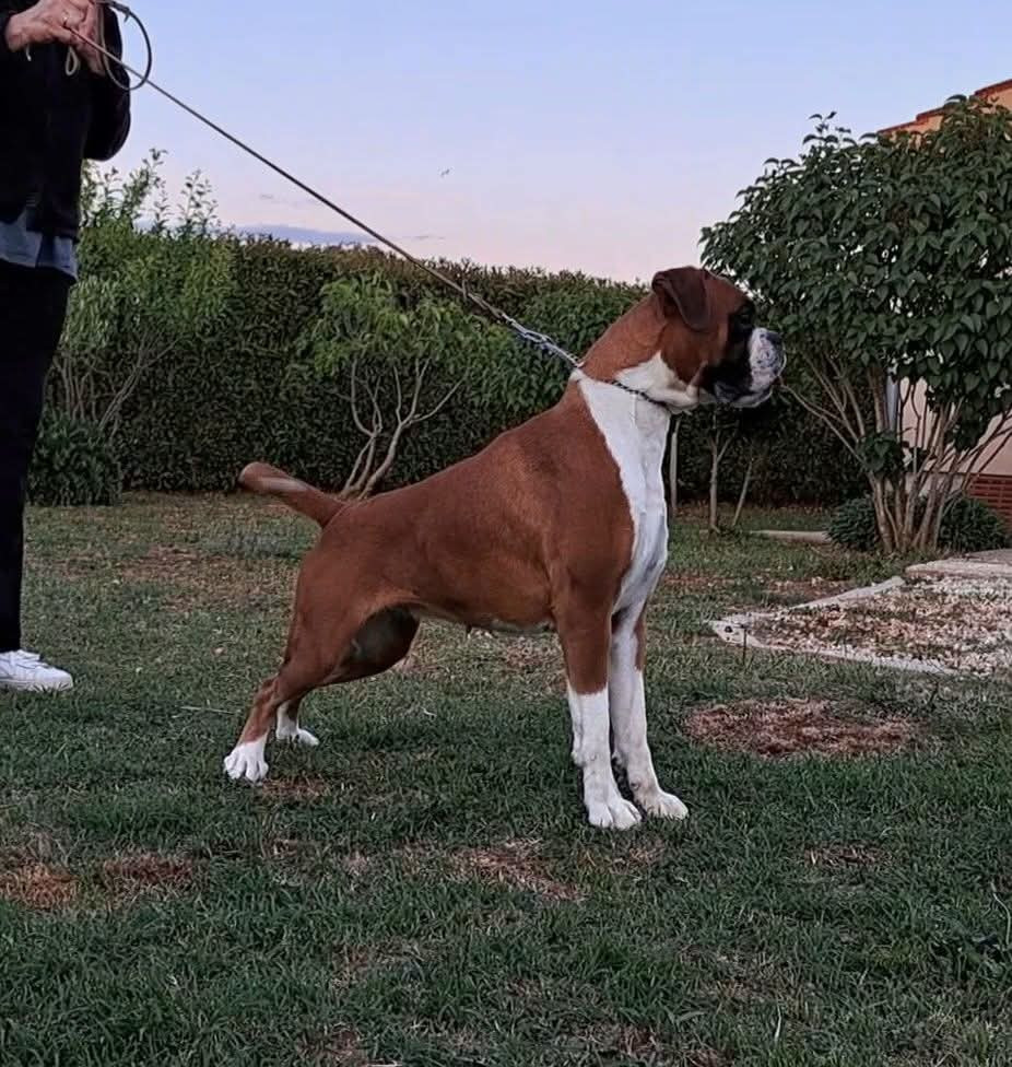 CH. Perla-Promesa optimus di zara