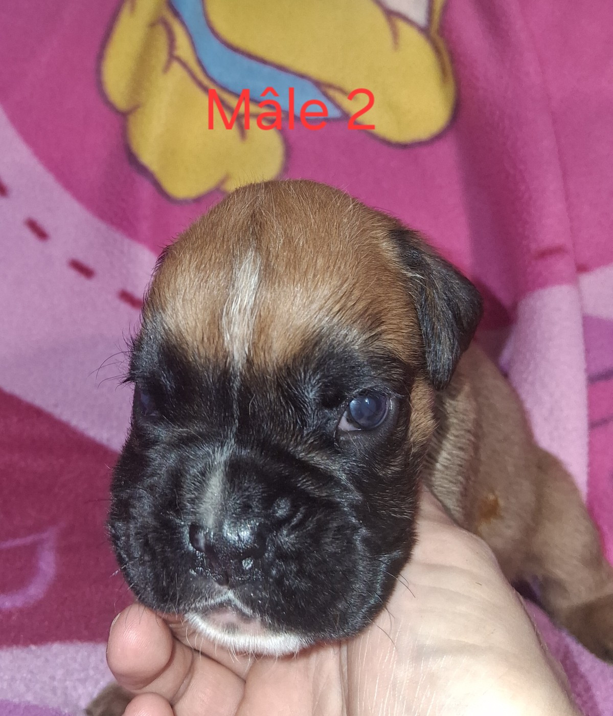 Des Collines Ardennaise - Chiots disponibles - Boxer