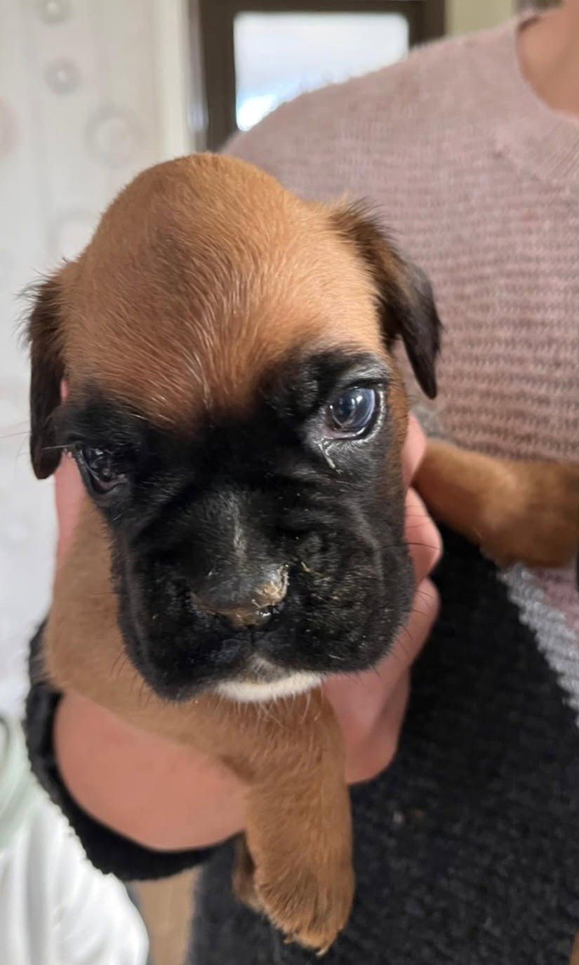 Des Collines Ardennaise - Chiots disponibles - Boxer
