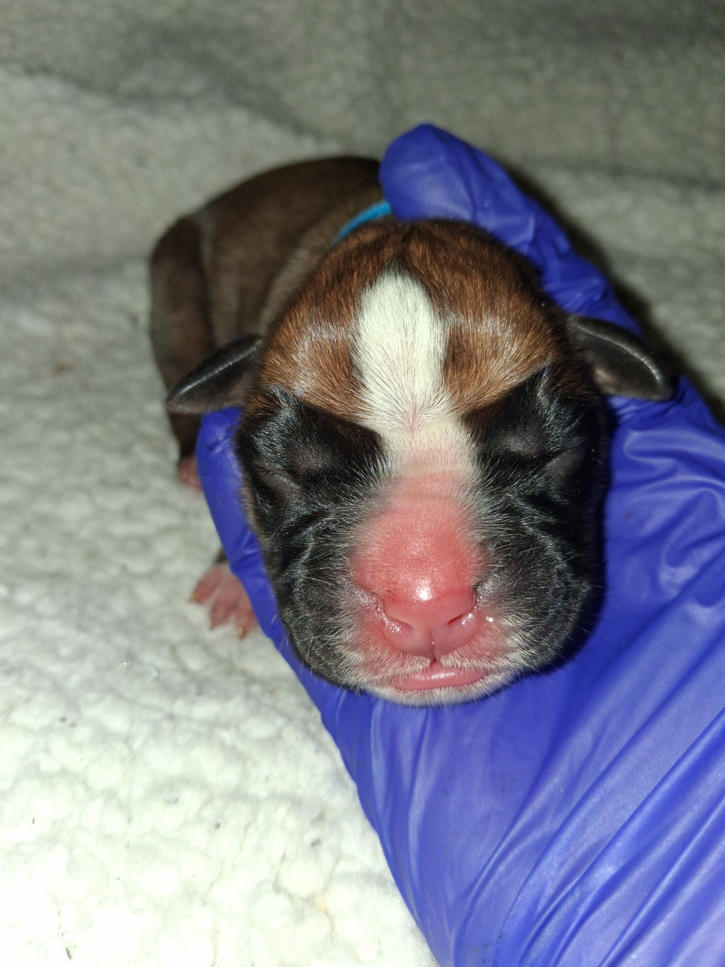 Des Collines Ardennaise - Chiots disponibles - Boxer