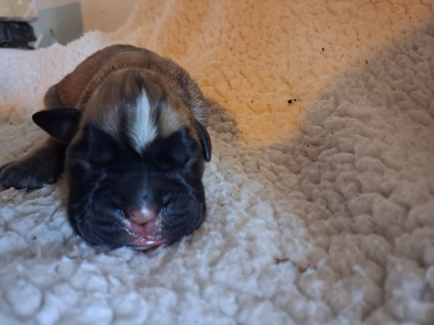 Des Collines Ardennaise - Chiots disponibles - Boxer