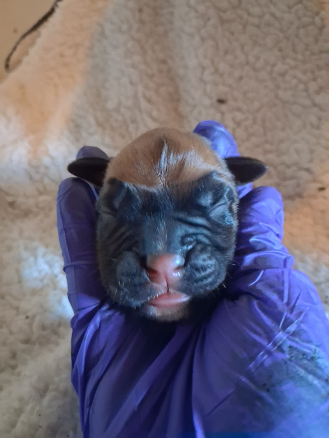 Des Collines Ardennaise - Chiots disponibles - Boxer