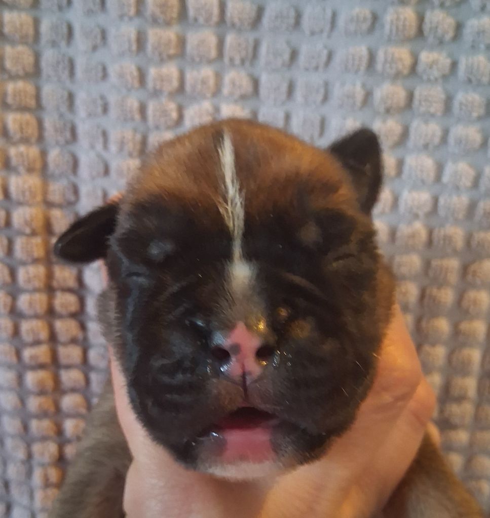Des Collines Ardennaise - Chiots disponibles - Boxer