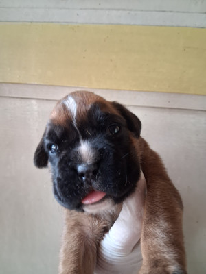 Chiot N°3