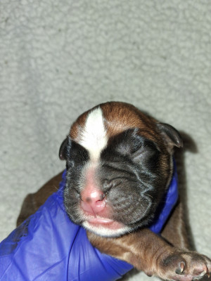 CHIOT 2