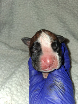 CHIOT 1