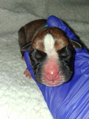 CHIOT 4