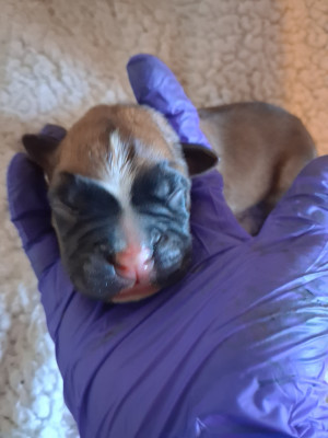 CHIOT 5