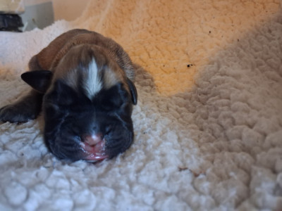 CHIOT 6