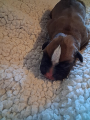 CHIOT 7