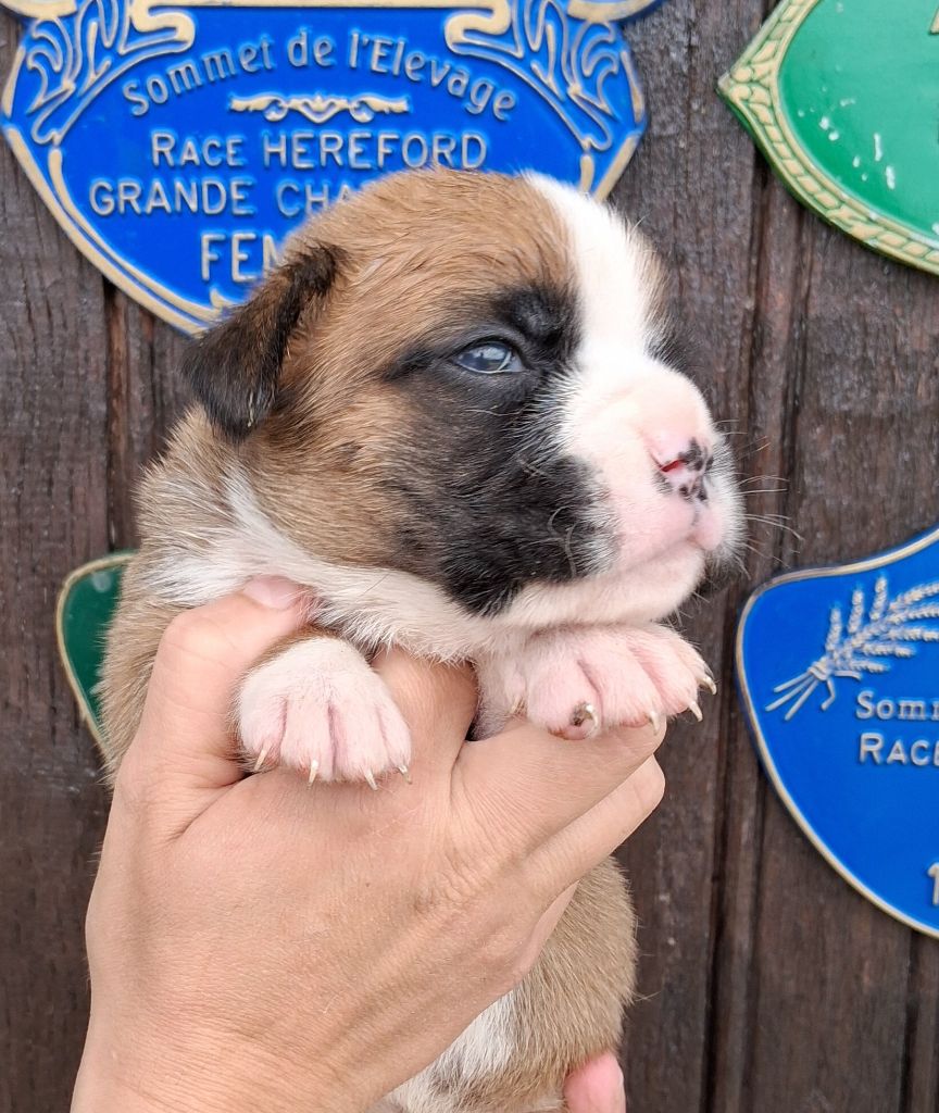 Des Collines Ardennaise - Chiots disponibles - Boxer