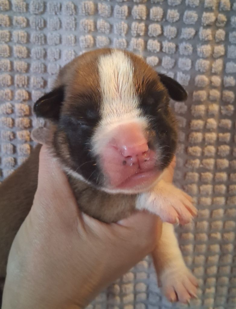 Chiot Boxer Des Collines Ardennaise